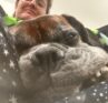 Ghosting, Survival Mode, and Why No Dog Has Ever Complained About My Communication