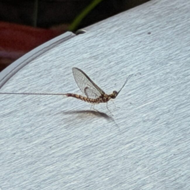 The Mayfly - by Molly Booker