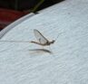 The Mayfly - by Molly Booker
