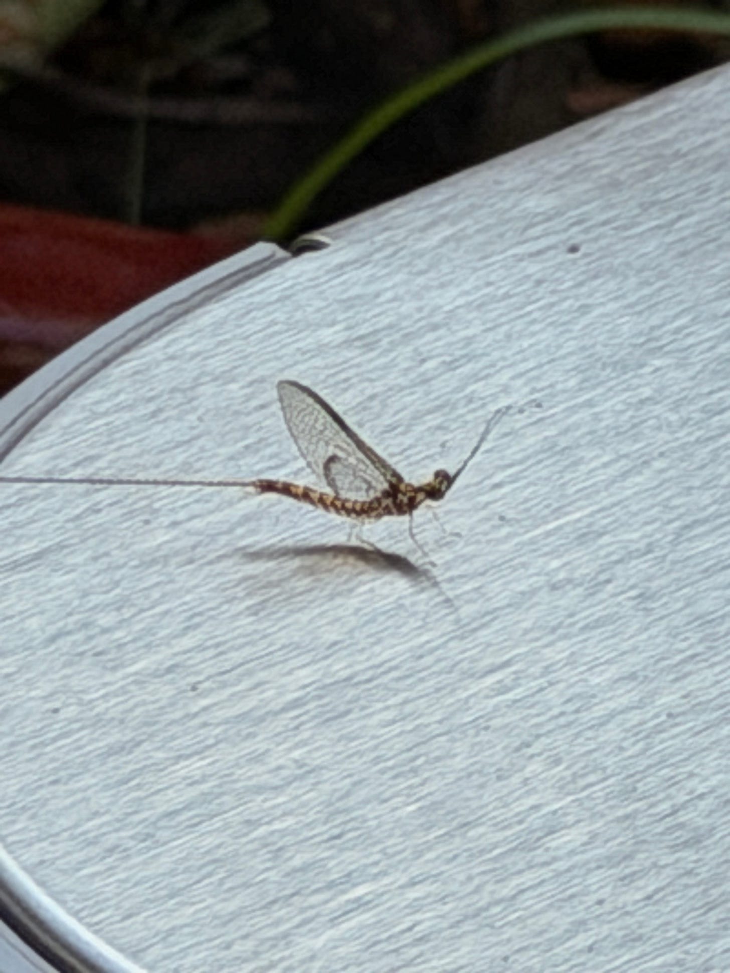 The Mayfly - by Molly Booker